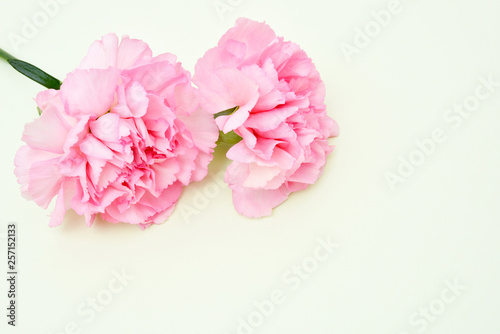Fototapeta Naklejka Na Ścianę i Meble -  Pink carnation flowers for Mother's day on light green background