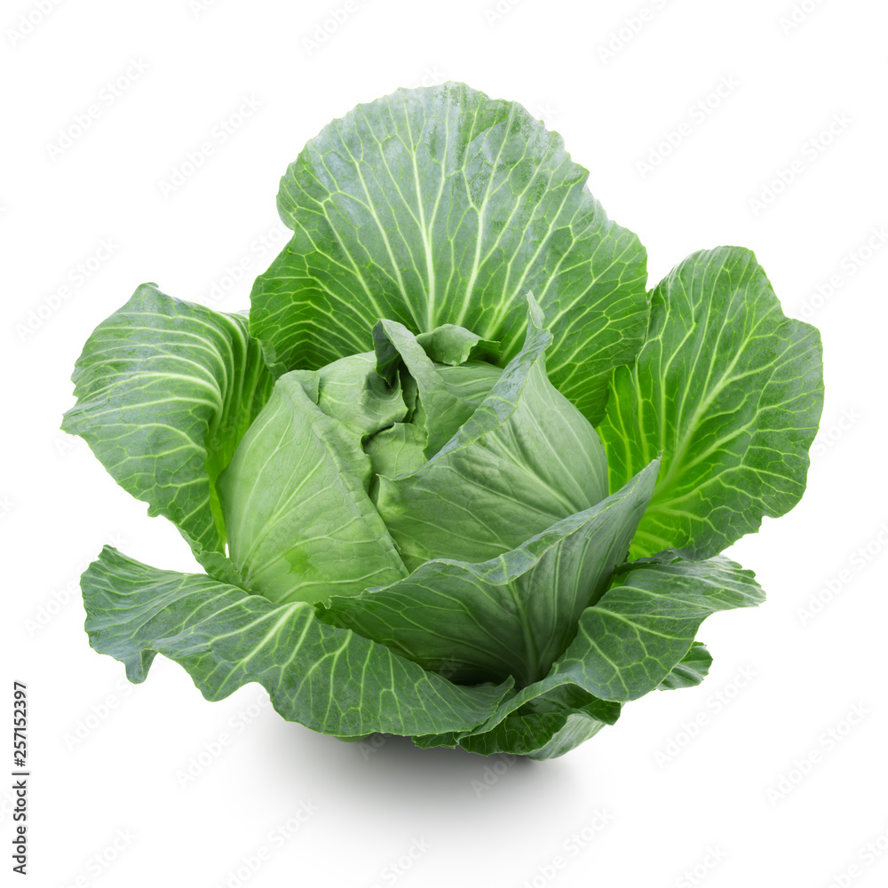 Сabbage Сabbage
