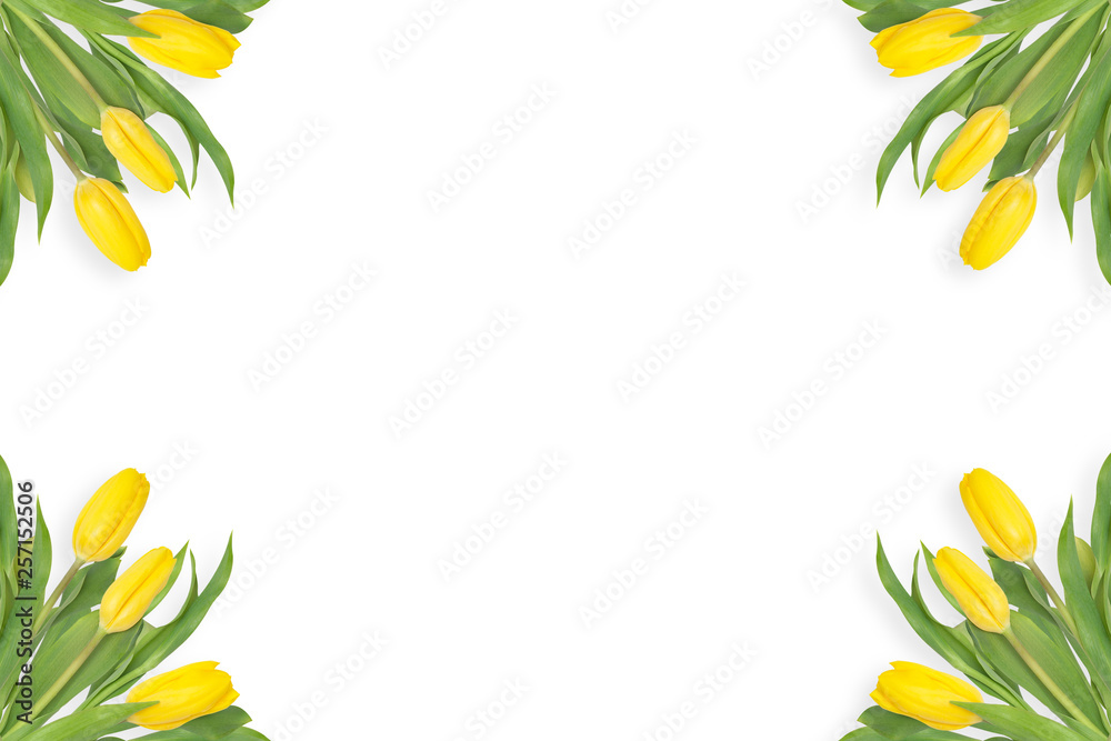 Frame of yellow tulips isolated on white background.