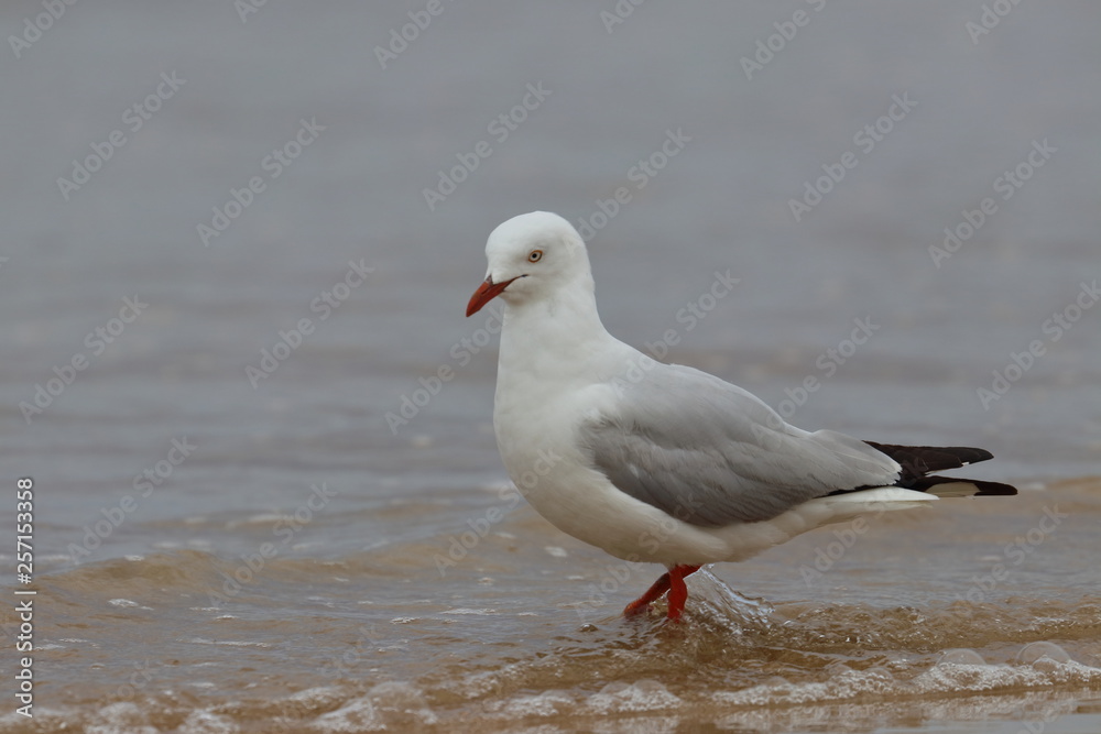 Naklejka premium silver gull