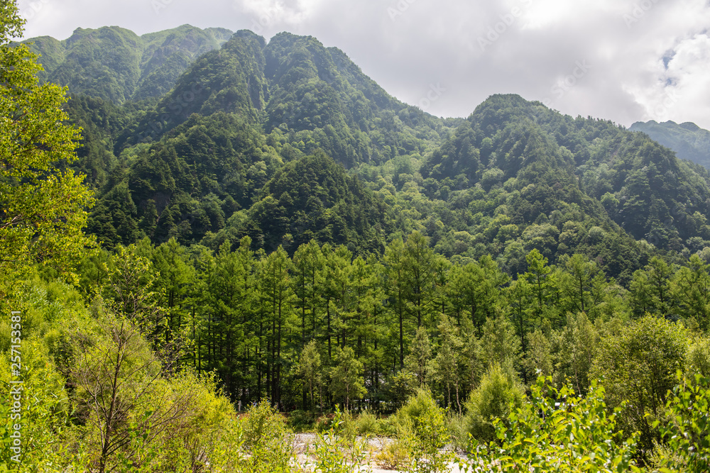 Obraz premium River and Summer Forest Landscape,Pathway at Kamikochi in Japan