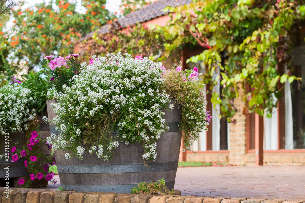 Summer garden with wine grapes, small white alyssum flowers and pink petunia in a wooden pot