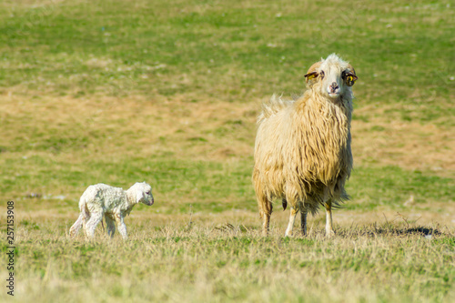 Fototapeta Naklejka Na Ścianę i Meble -  Mother and newborn lamb standing in field. With His mother Newborn lamb in a meadow. Baby lamb newborn sheep standing walking on green grass field.