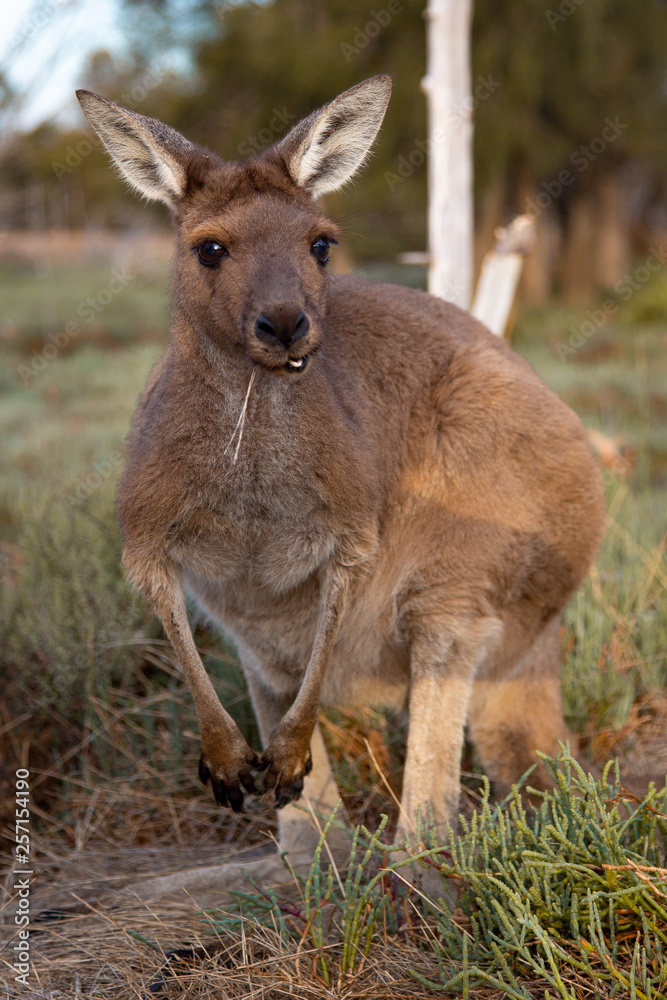 Fototapeta premium small kangaroo in the grass