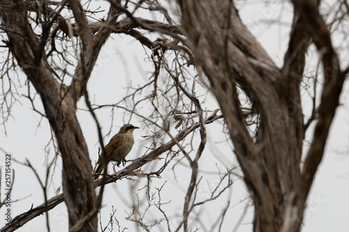 singing honeyeater