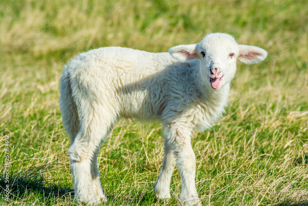 Laughing baby lamb in the field. Week old Lamb in full cry. The Lamb of God Died For Our Sins. Don't Eat Lamb Anymore. Laughing baby lamb in the field. Week old Lamb in full cry. The Lamb of God Died For Our Sins. Don't Eat Lamb Anymore.