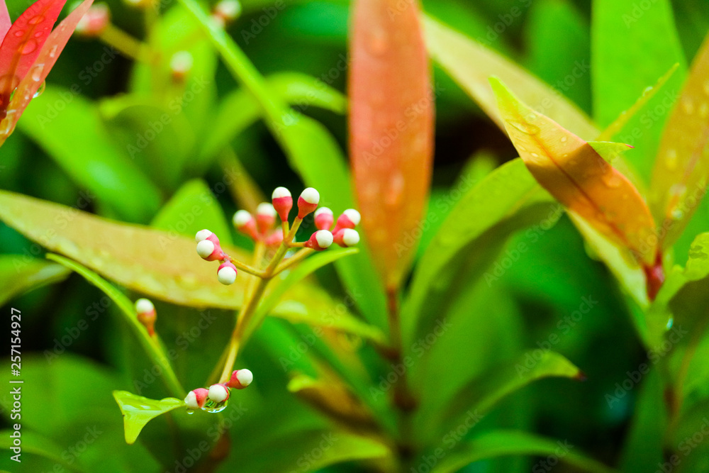 Obraz premium young seed and red leaves of Christina is growning