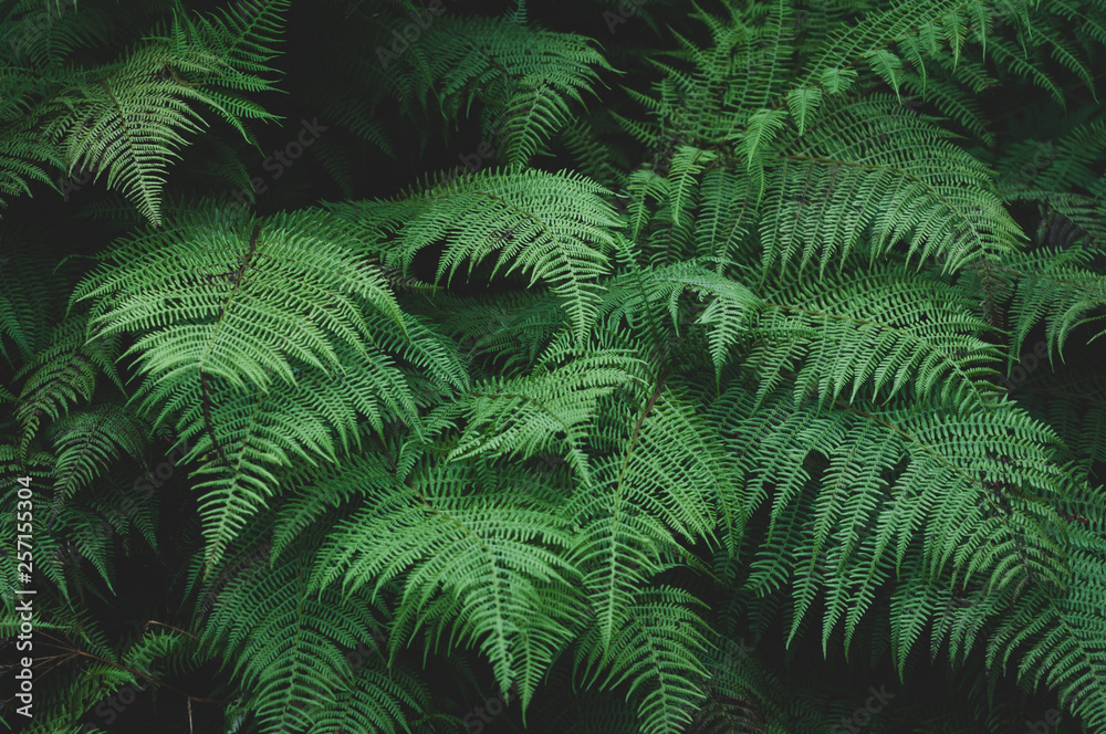 Large green leaves of the forest fern
