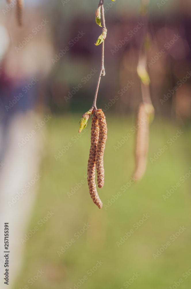 twig with young green birch leaves and brown seed earrings close-up on a blurred background