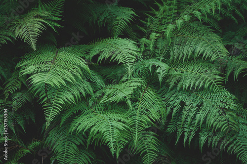 Large green leaves of the forest fern
