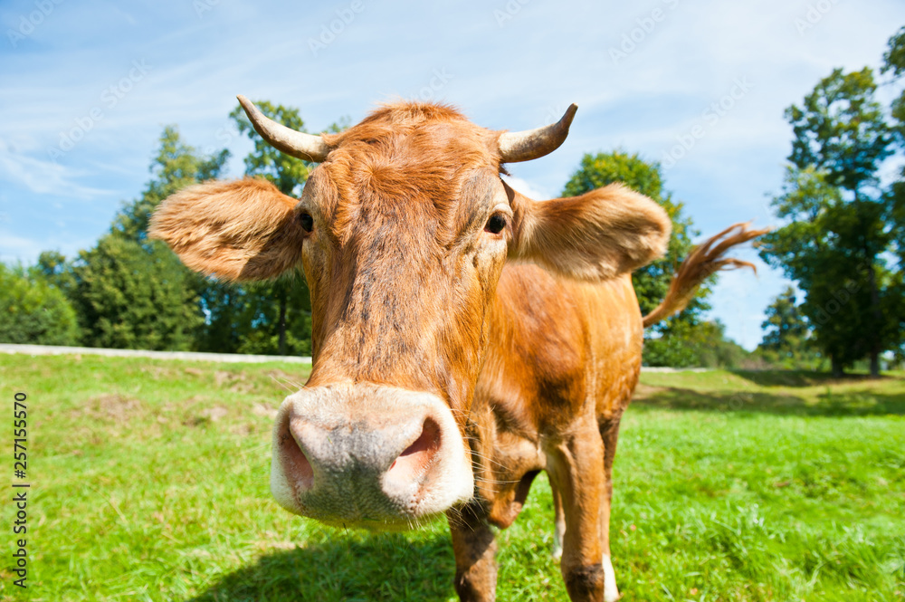 Brown cow on the field in sunny summer day Brown cow on the field in sunny summer day