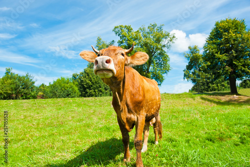 Brown cow on the field in sunny summer day