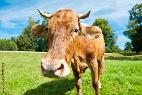 Brown cow on the field in sunny summer day