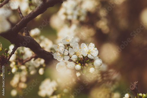 Background of blooming white flowers and buds on a branch of a cherry tree close-up on a blurred background