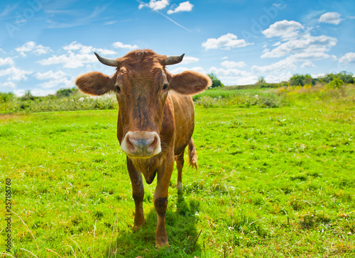 Curious brown cow on the meadow in sunny summer day