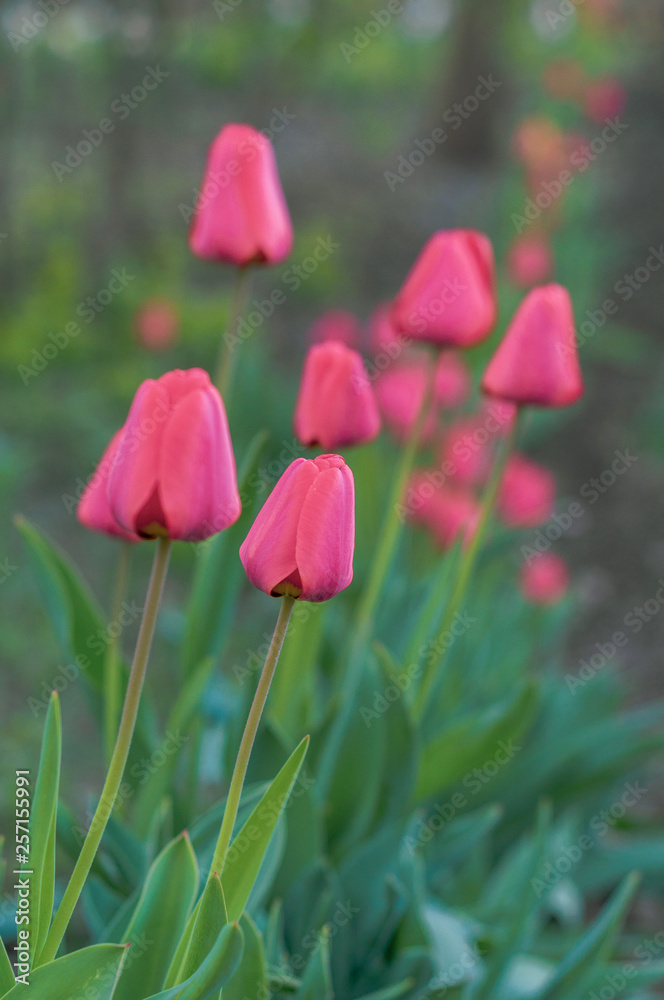 many red closed tulips in the garden bed many red closed tulips in the garden bed