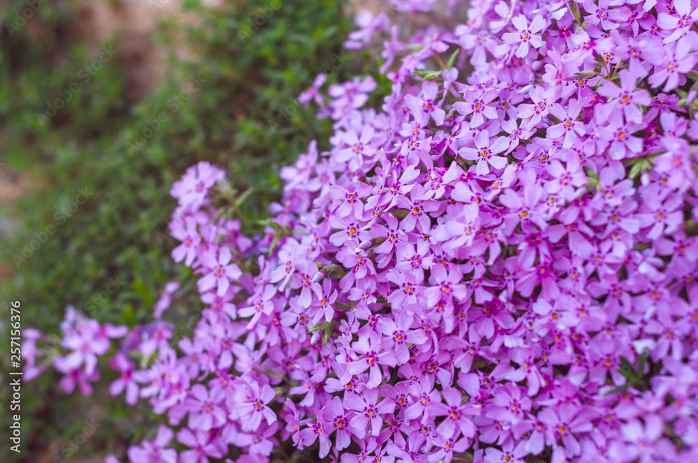 Obraz premium many small purple flowers buddleia with a close-up on a flowerbed
