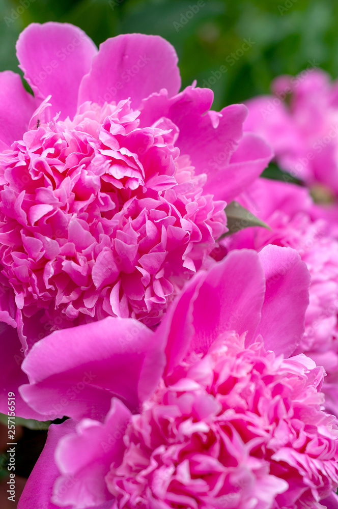 Fototapeta premium lilac opened large peony buds close up background