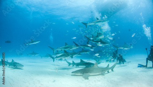 Lemon shark at the Bahamas