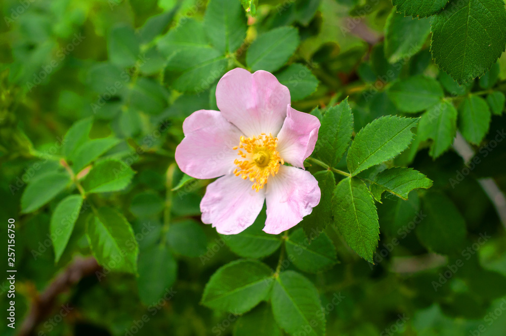 big pink rosehip flower growing on a bush with green leaves