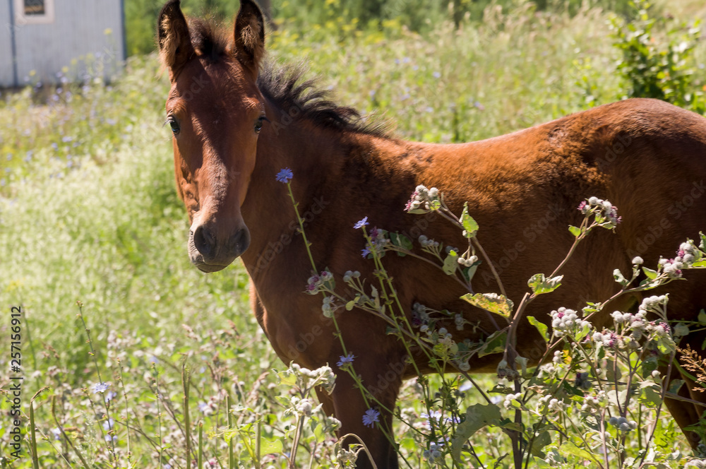 Brown horse is walking and eating grass in the meadow with flowers and trees far away. Travelling Brown horse is walking and eating grass in the meadow with flowers and trees far away. Travelling