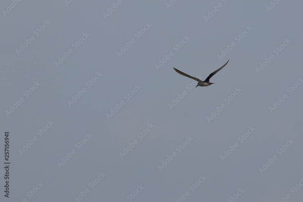 greater crested tern