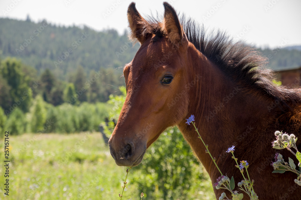 Brown horse is walking and eating grass in the meadow with flowers and trees far away. Travelling Brown horse is walking and eating grass in the meadow with flowers and trees far away. Travelling