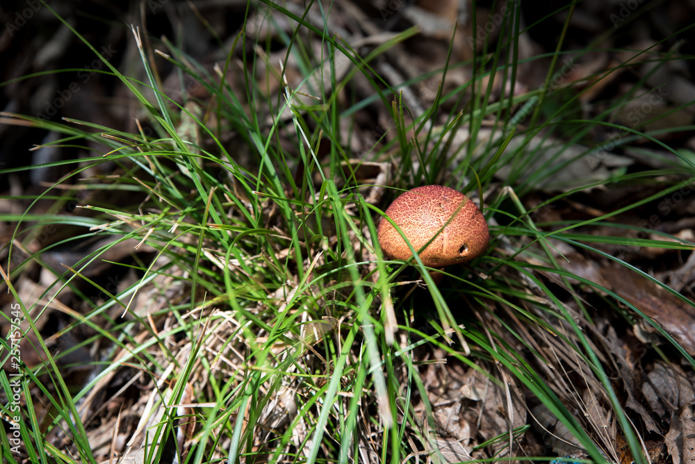 Up of mushrooms growing wild in Japan Up of mushrooms growing wild in Japan