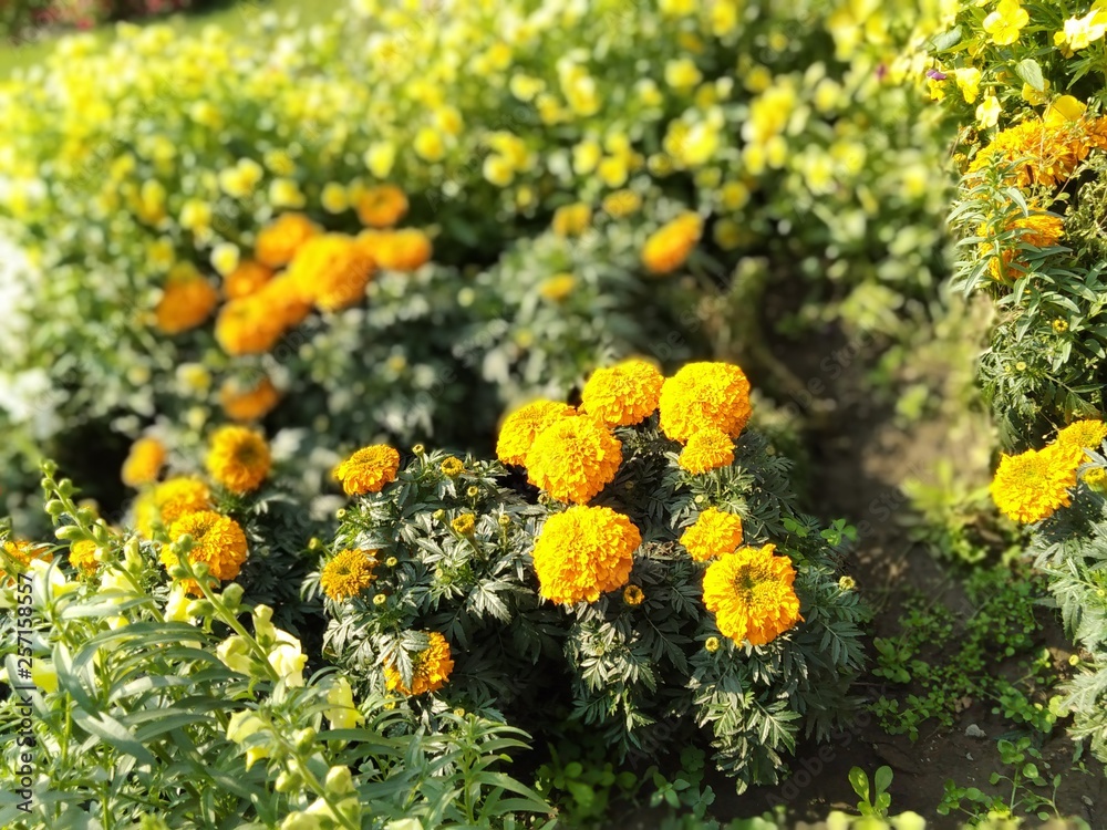 yellow flowers yellow flowers