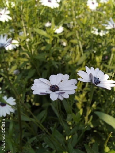 white flowers