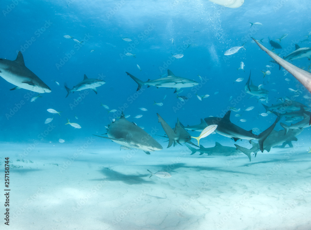 Obraz premium Caribbean reef shark and lemon shark at the Bahamas