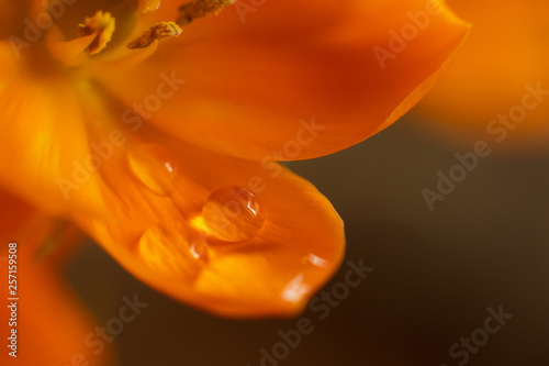 Orange flowers with orange and green background.