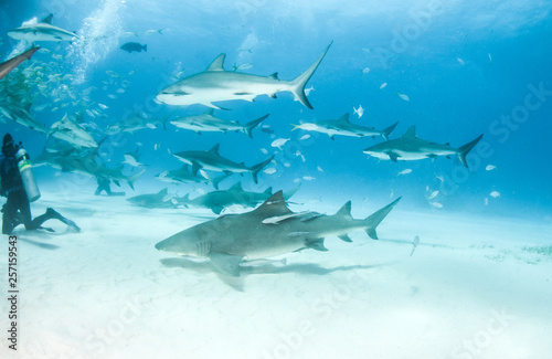 Caribbean reef shark and lemon shark at the Bahamas