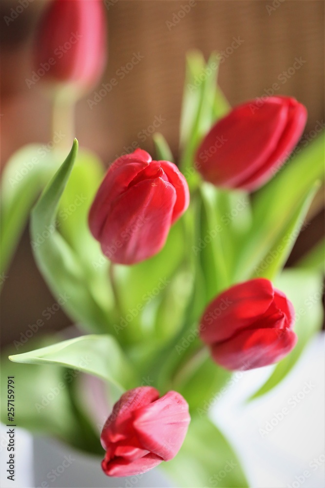 Naklejka premium An Image of a tulip