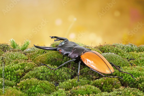 Beetle : Fighting giant stag beetle or Hexarthrius parryi , This species is present in the forest of Southeast Asia, Thailand, Indonesia and India. Beetle on green moss in morning sunrise. photo