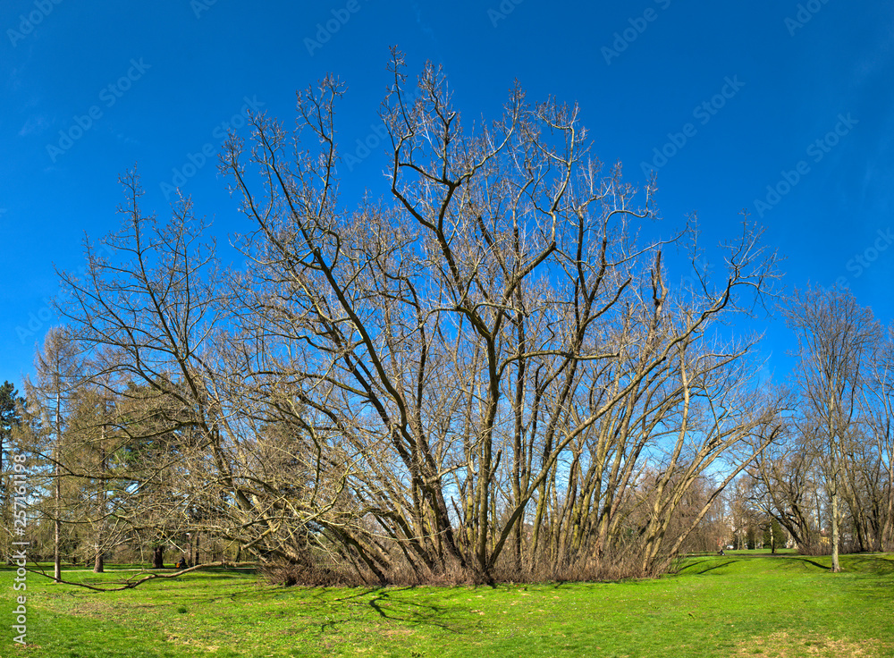 Eine Gruppe Kaukasischer Flügelnußbäume (Pterocarya fraxinifolia) im Solmspark im Norden von Frankfurt am Main Eine Gruppe Kaukasischer Flügelnußbäume (Pterocarya fraxinifolia) im Solmspark im Norden von Frankfurt am Main