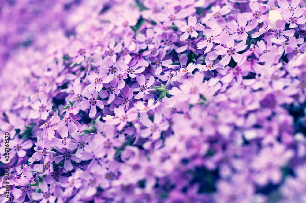 Obraz premium many small purple flowers buddleia with a close-up on a flowerbed