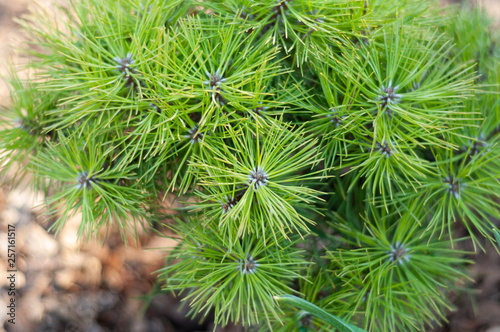 young pine tree with young green needles