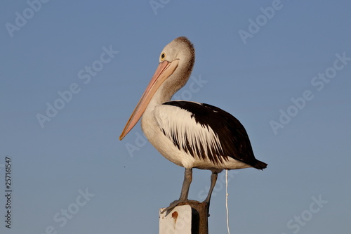 australasian pelican