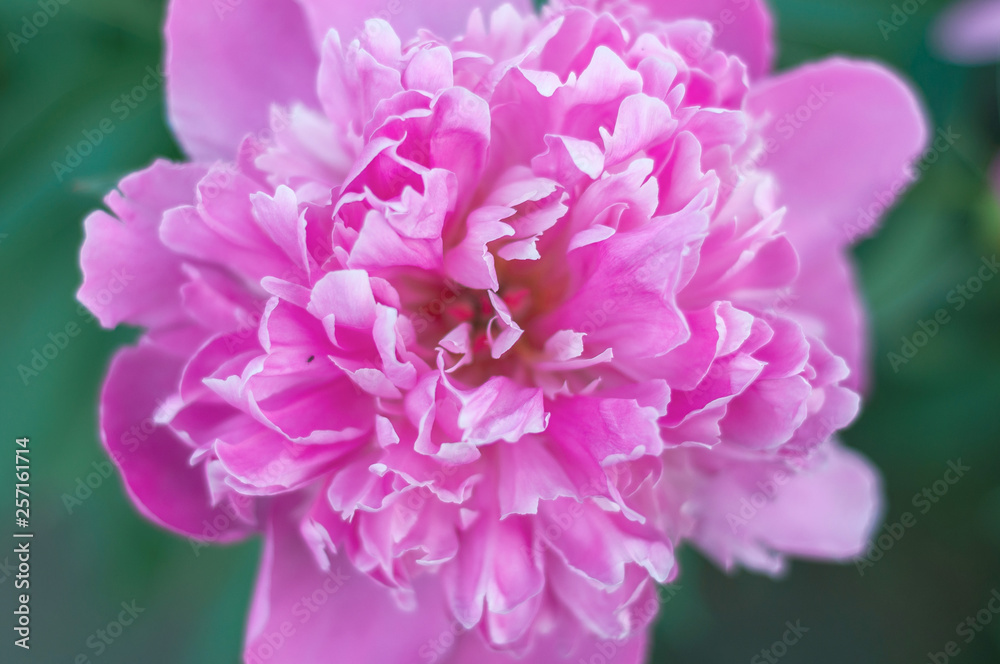 lilac opened large peony buds close up background lilac opened large peony buds close up background
