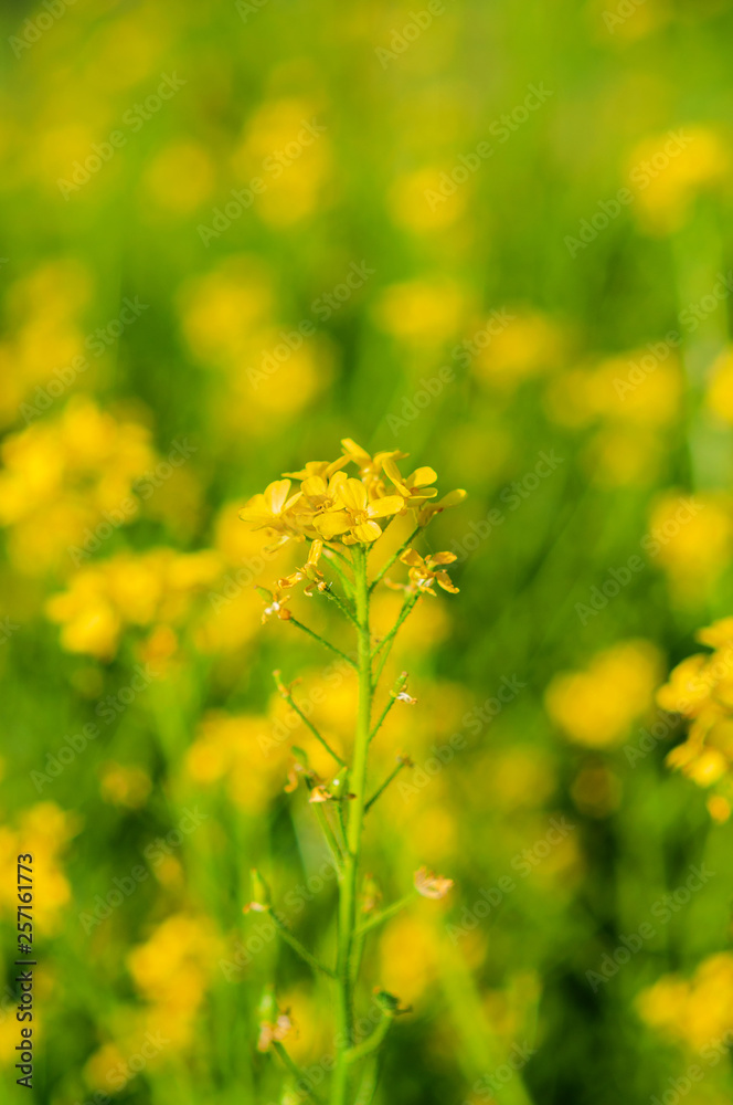 Obraz premium bunch of yellow flowers growing on a green stalk against a background of blurry yellow flowers