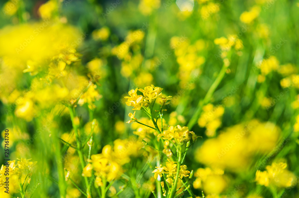 bunch of yellow flowers growing on a green stalk against a background of blurry yellow flowers bunch of yellow flowers growing on a green stalk against a background of blurry yellow flowers