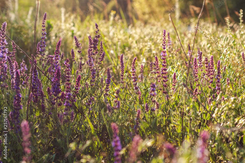 Obraz premium background of various green plants and tall wildflowers of purple color on the lawn flooded with sunlight