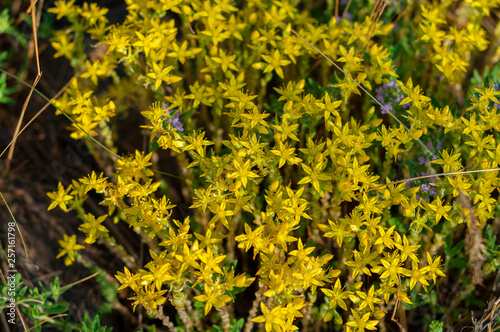 Yellow flowering moss Sedum Sexangulare Plants mats ornamental flowering moss ground cover plants