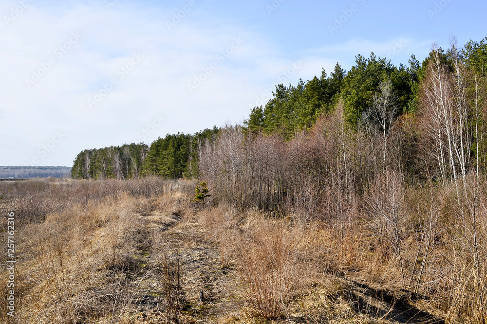Forest edge of coniferous and deciduous trees with a field of dry vegetation in the foreground. Background, landscape Forest edge of coniferous and deciduous trees with a field of dry vegetation in the foreground. Background, landscape