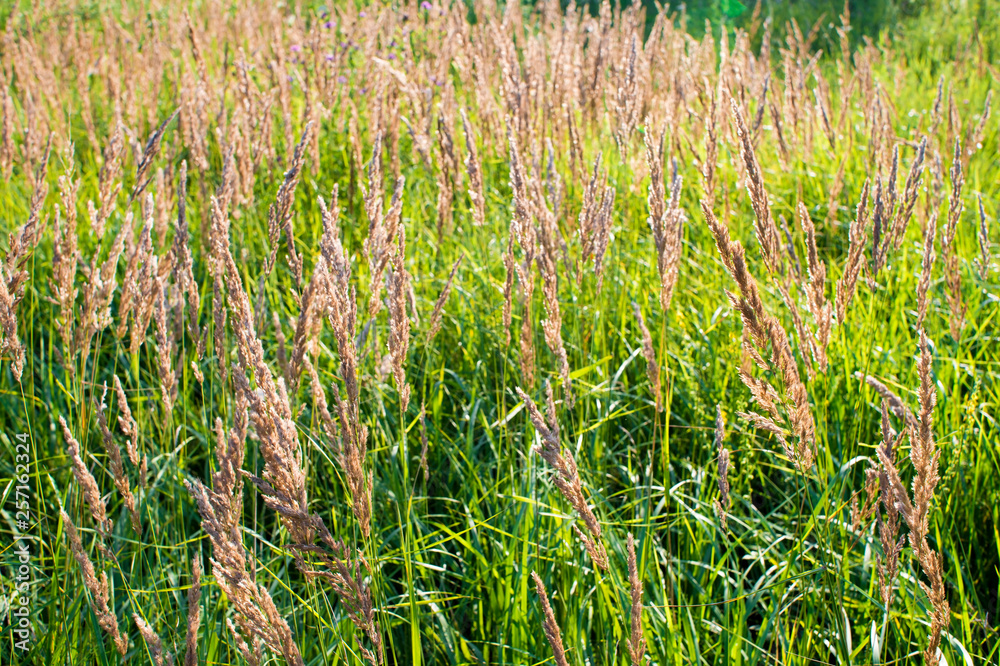 Dry brush grass seeds on a background of green meadows in the sunlight. Natural background Dry brush grass seeds on a background of green meadows in the sunlight. Natural background
