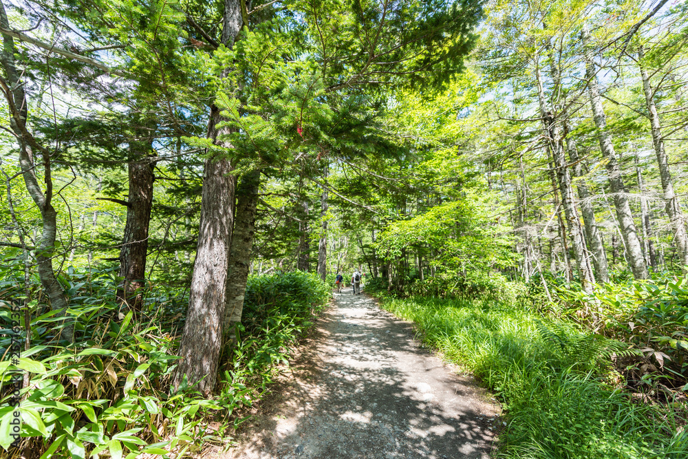 Summer Forest Landscape,Pathway at Kamikochi in Japan Summer Forest Landscape,Pathway at Kamikochi in Japan