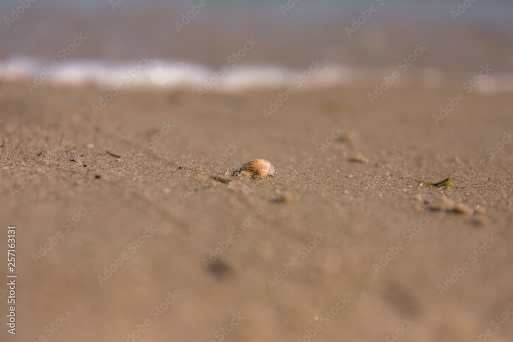 Muszle na plaży. Muszle na plaży.