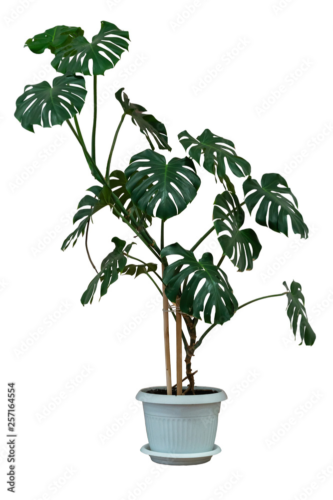 indoor ornamental plants in a flower pot on a white isolated background indoor ornamental plants in a flower pot on a white isolated background