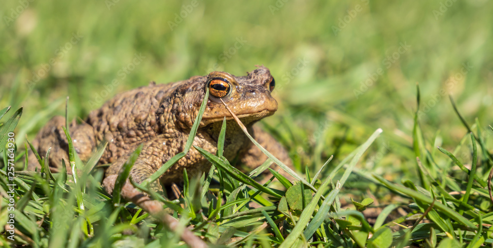 Fototapeta premium Erdkröte in einer Frühlingswiese